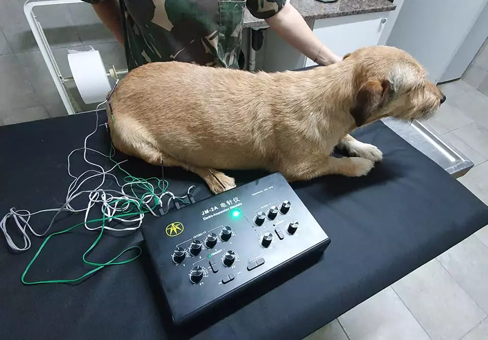 aqi-acupuncture-post-img2