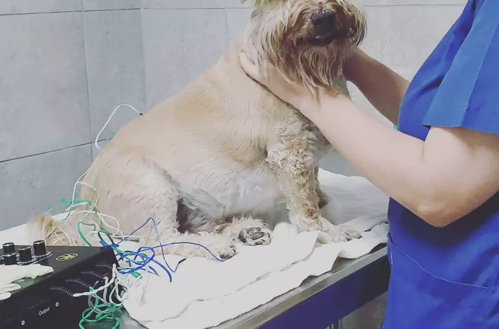 About Animal Acupuncture