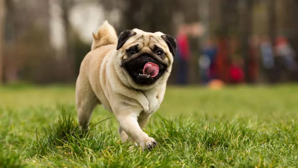 selective focus photography of dog lying on ground