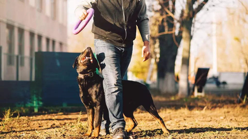 What to expect from an AnimalQi IVDD treatment protocol?