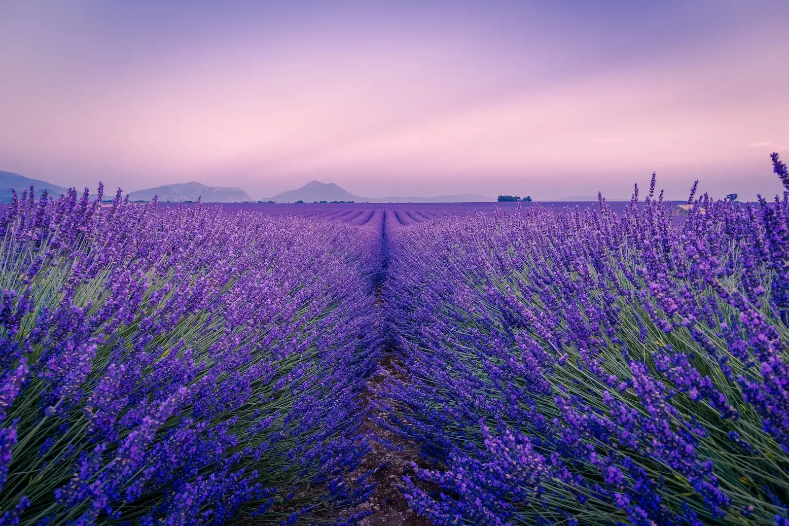 Photo by Antony BEC purple flower field under white sky during daytime