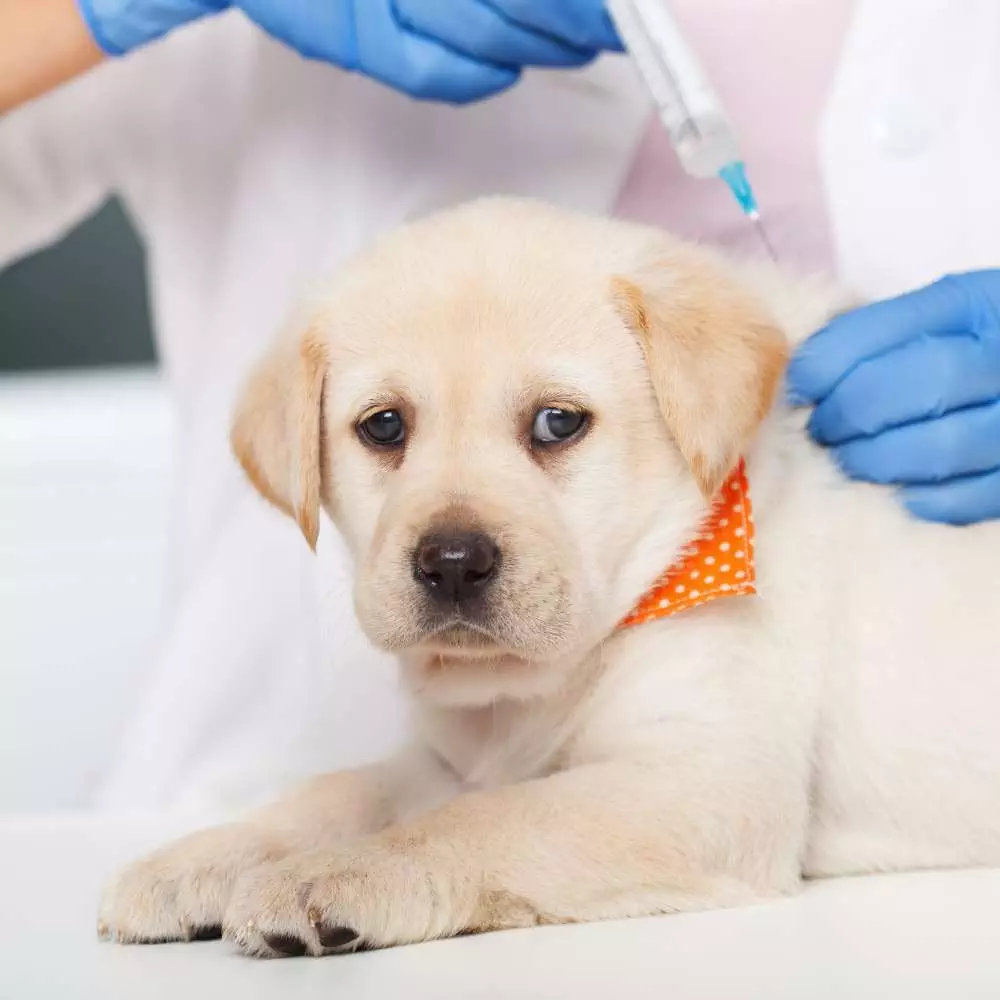 Vaccination - Animal Qi