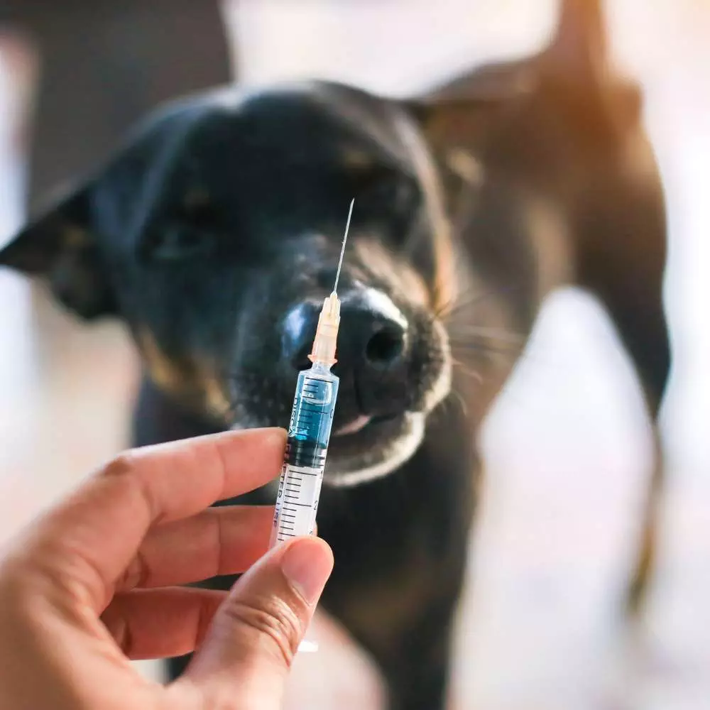 4 a person is brushing a dog's teeth with a brush