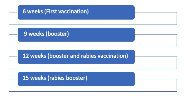 Vaccination - Animal Qi