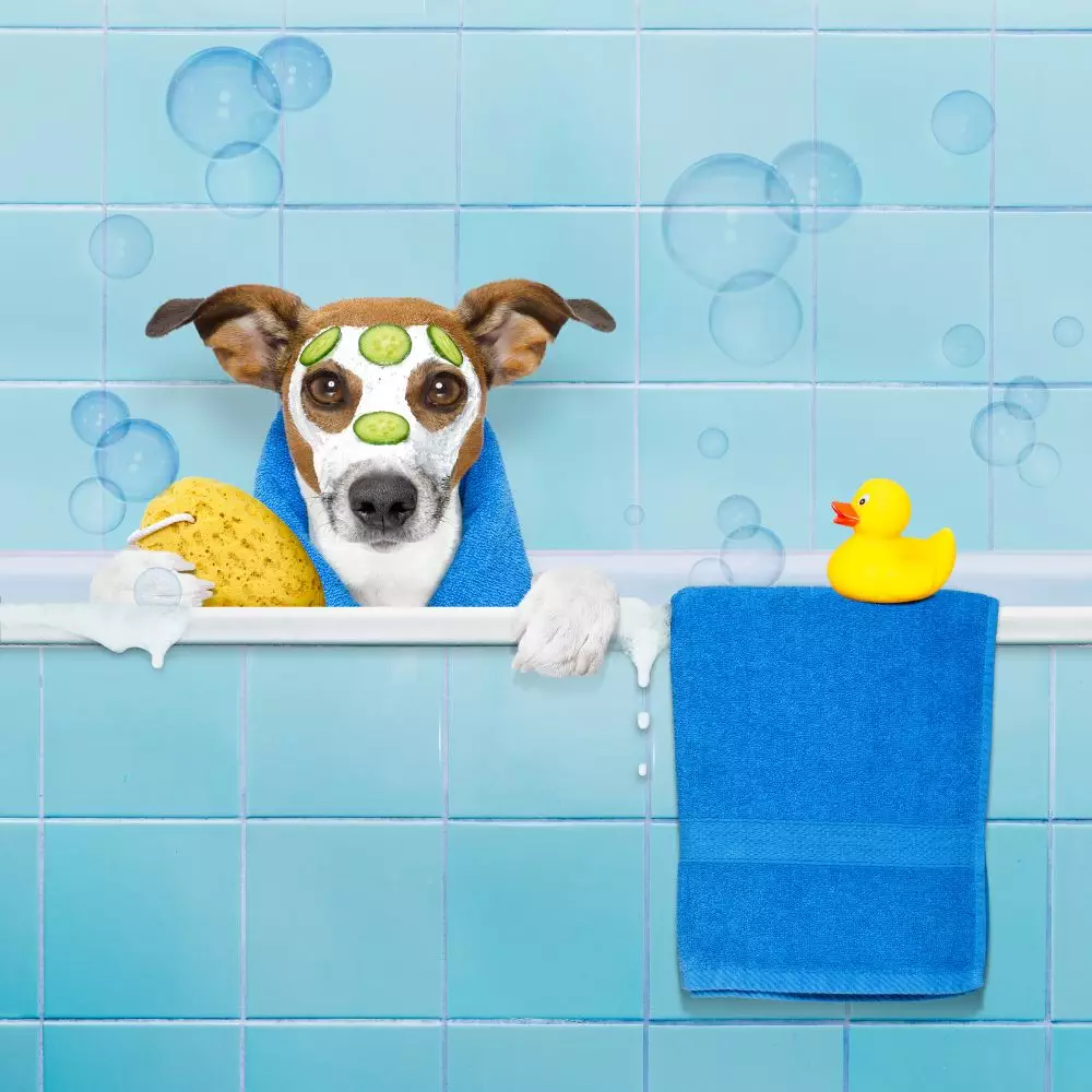 Time for Pooch'sscrub-a-dub-dub-5