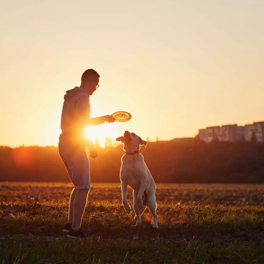 intervariable disc prolapse treatment - Animal QI