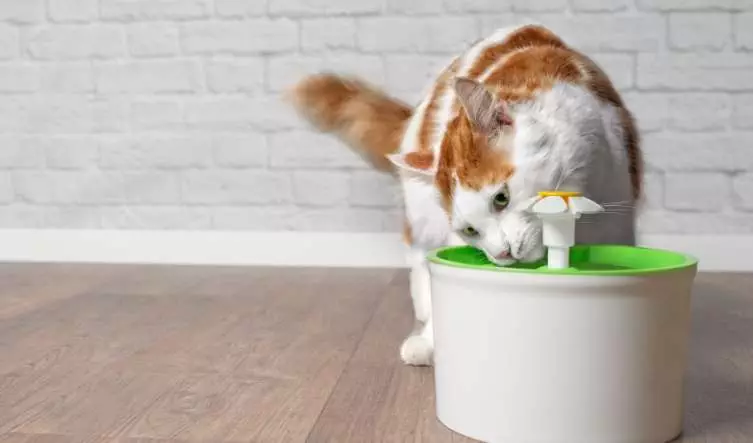 Living with Feline Renal Failure