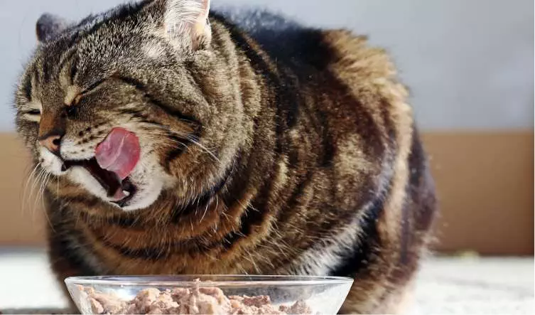 Feline Renal Failure