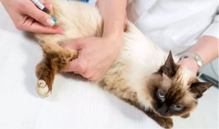 Understanding Feline Renal Failure brown long coated dog lying on gray textile