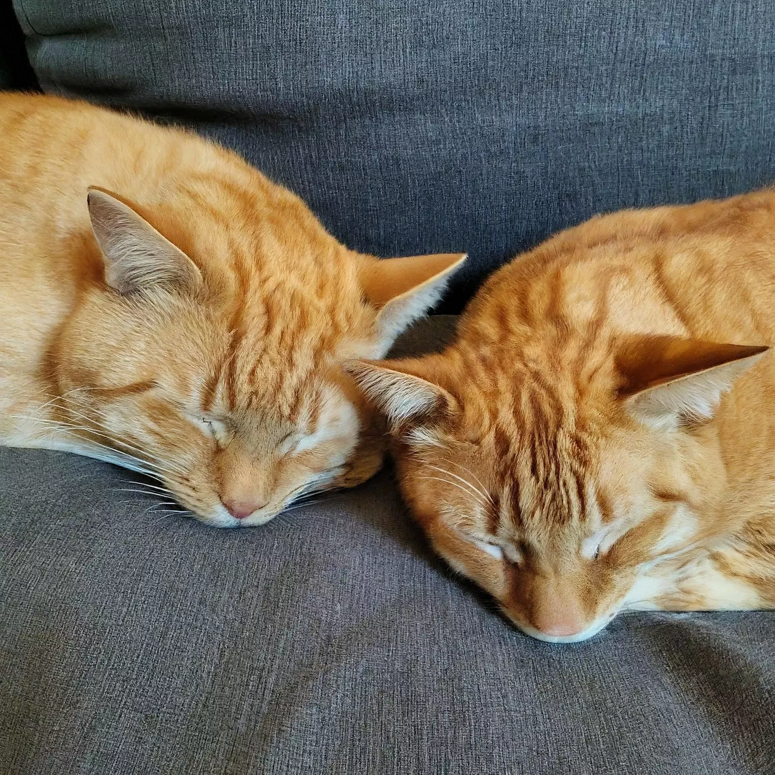 Feline Leukemia (FeLV) vs. Feline Immunodeficiency Virus (FIV): Understanding the Differences brown long coated dog lying on gray textile