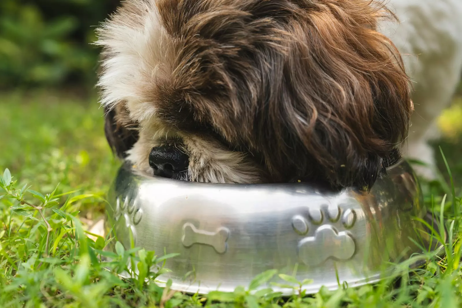 Photo by Gayatri Malhotra a brown and white dog eating out of a metal bowl