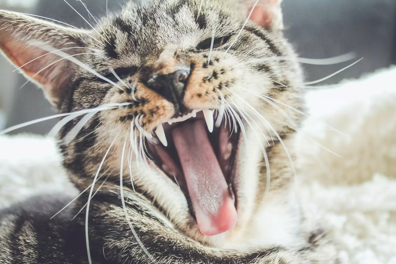 Photo by Erik-Jan Leusink yawning brown tabby kitten