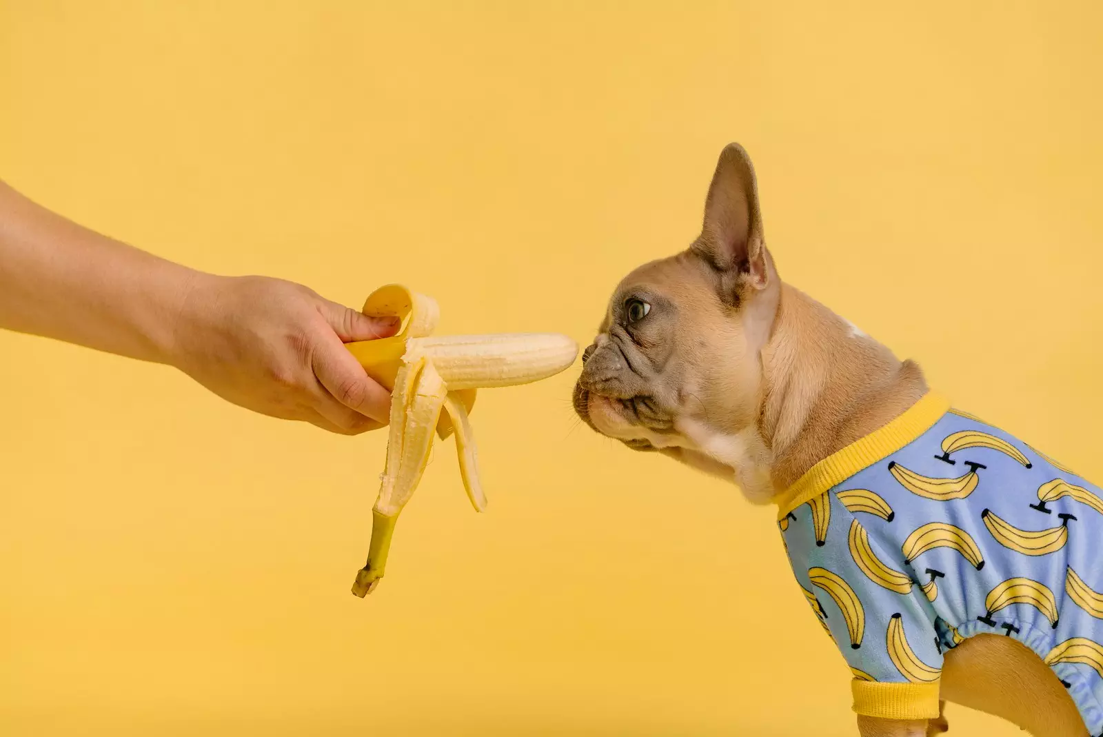 Photo by Karsten Winegeart person holding yellow and white ice cream cone