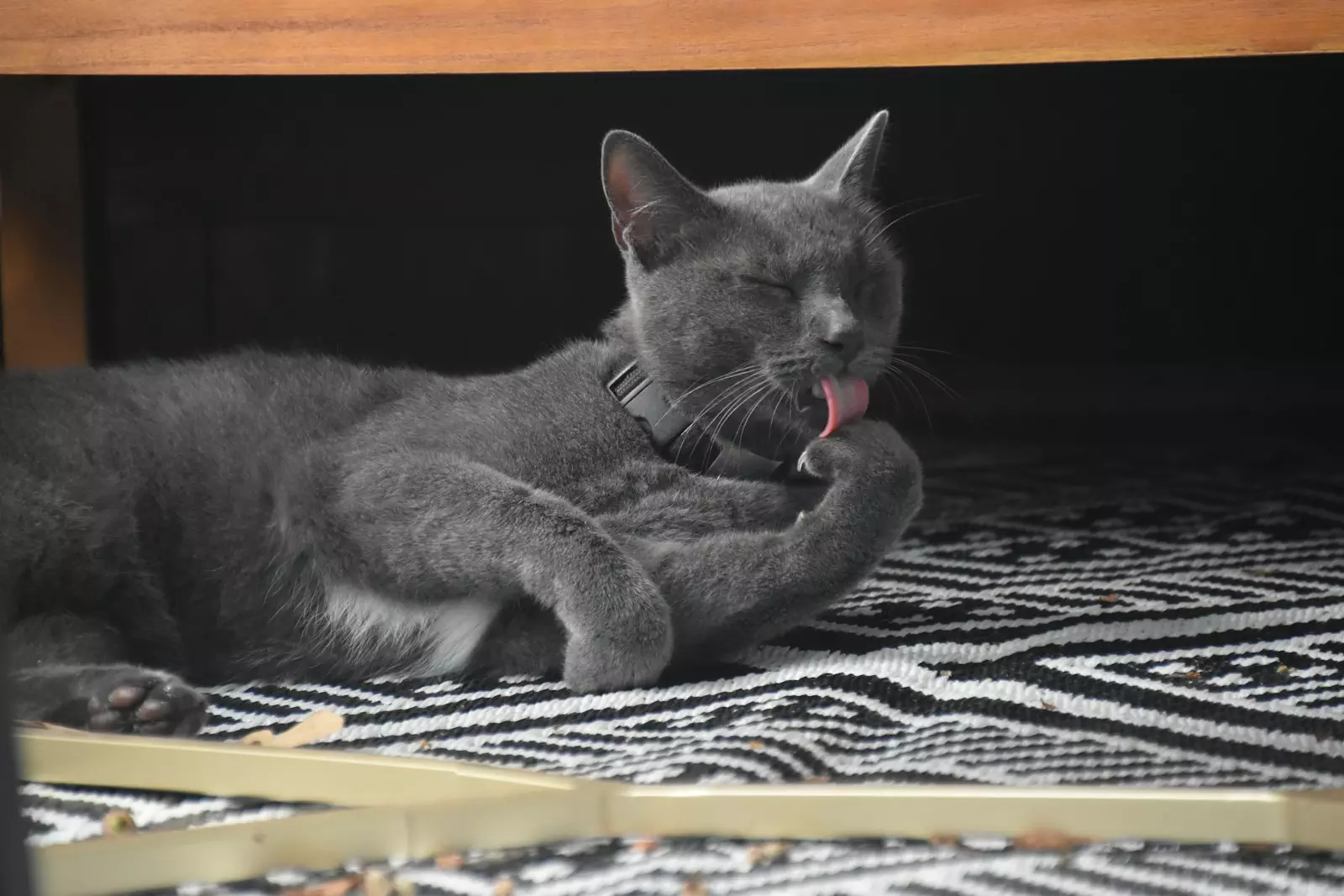 Photo by Lesli Whitecotton a cat lying on a bed