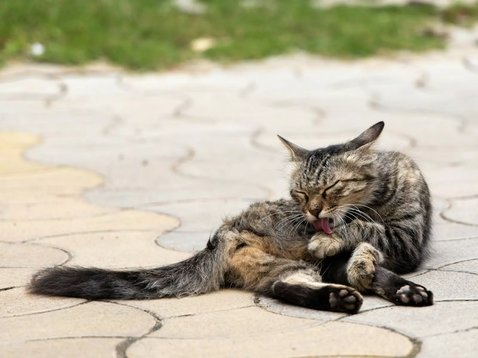 Photo by Syed Ahmad brown tabby cat lying on white sand during daytime