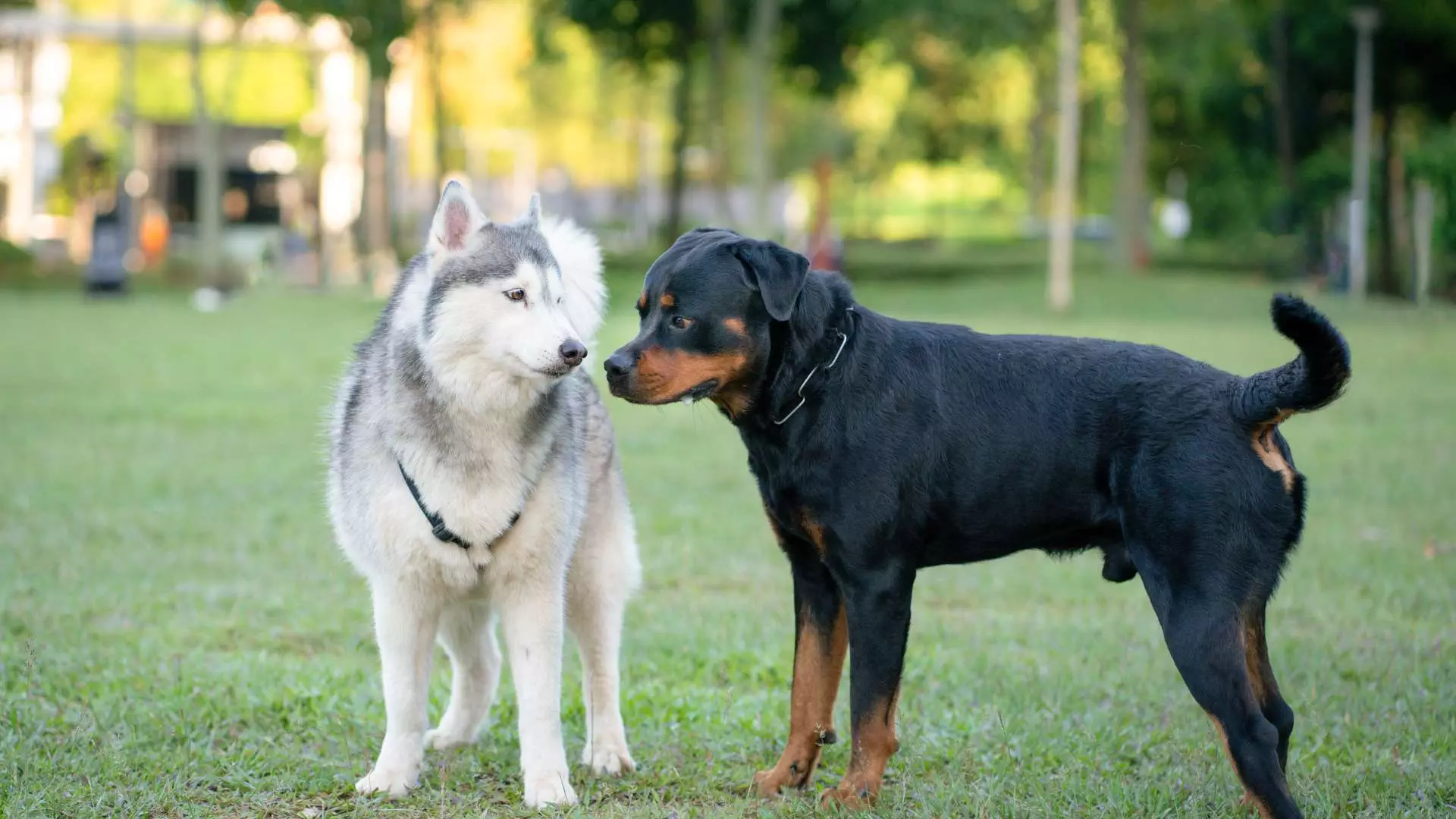 aqi-canine-parvovirus-img1