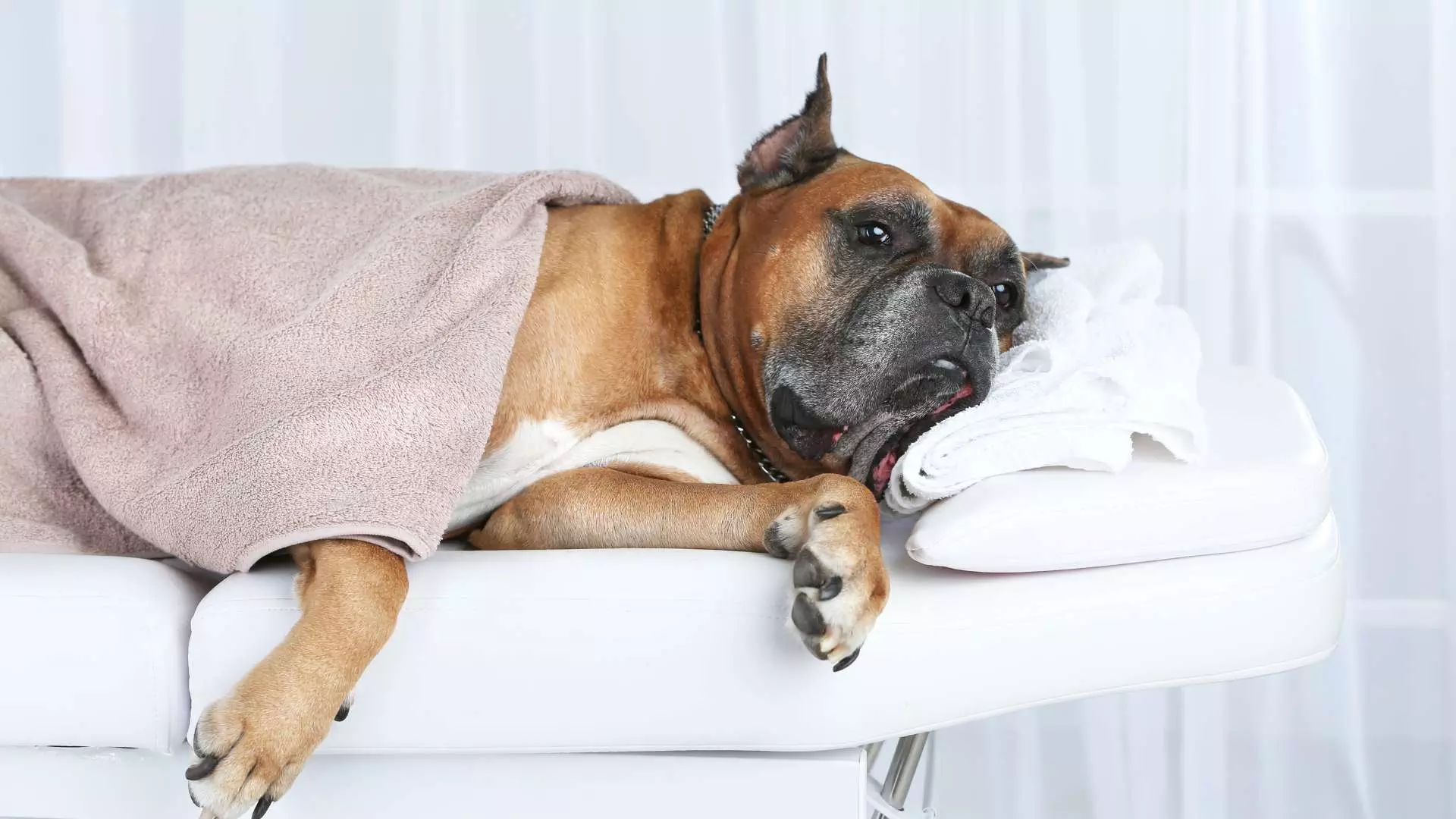 aqi-canine-parvovirus-img7
