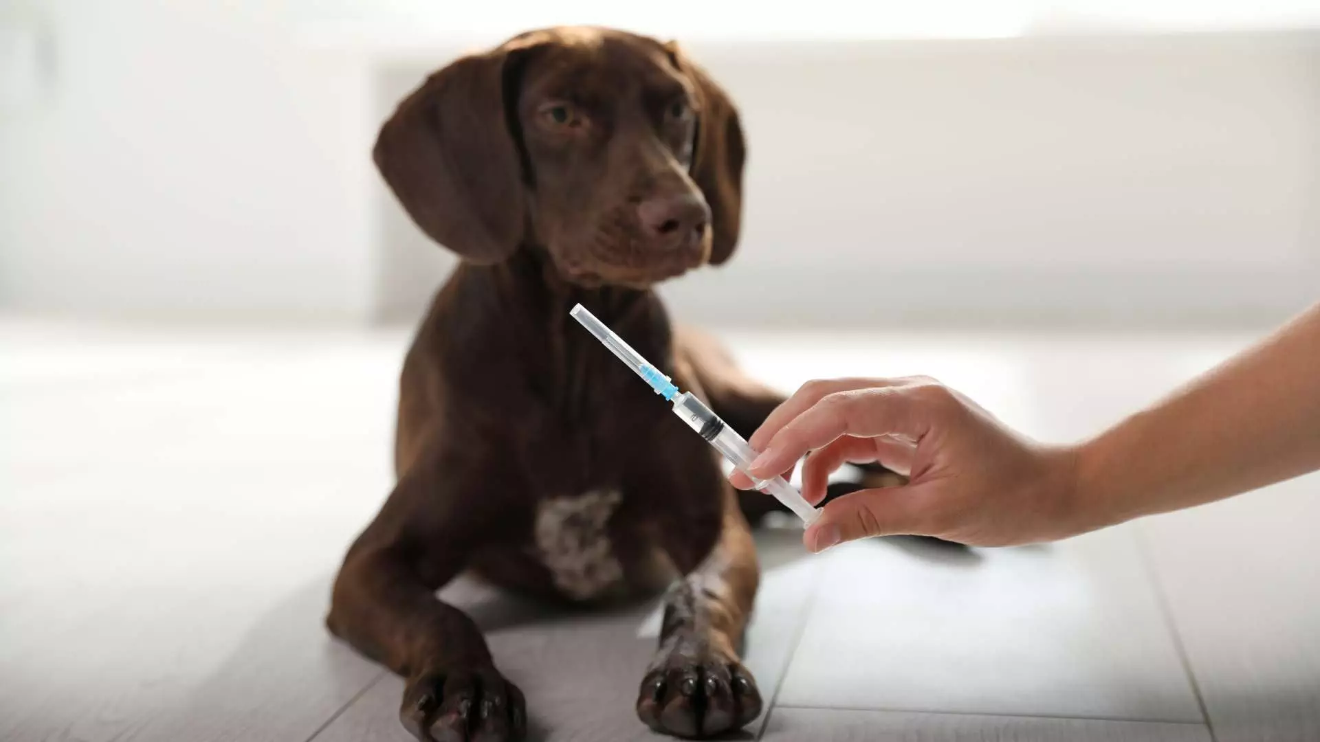 aqi-canine-parvovirus-img8