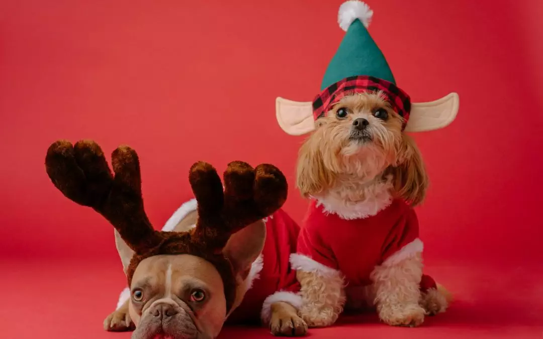 white and brown dog wearing santa hat