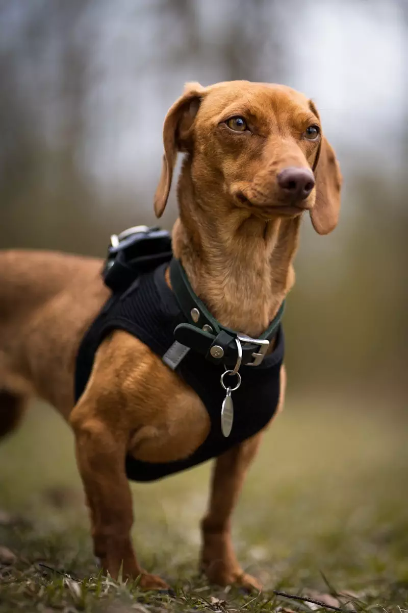 Photo by Simon brown short coated dog wearing black and white backpack