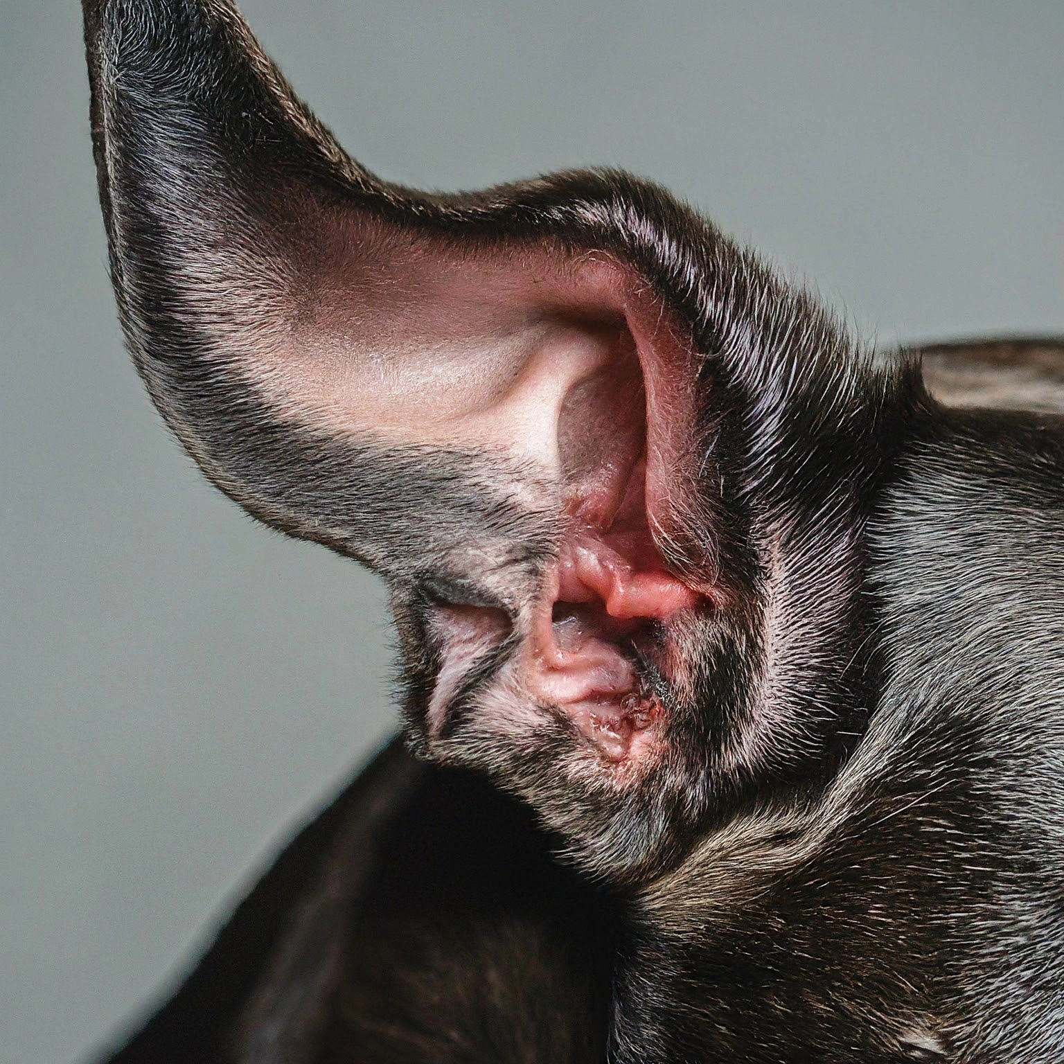 Itchy Ears and Beyond: Malassezia Otitis in Dogs dog, pet, canine, blocked anal glands