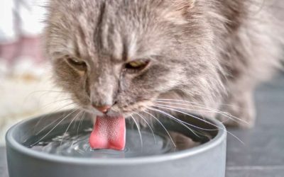 Scooting Blues: All About Anal Gland Impaction in Dogs
