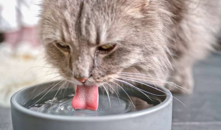 Scooting Blues: All About Anal Gland Impaction in Dogs